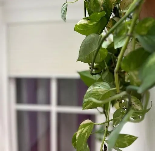 Turistico O.n Renfe Apartmán *